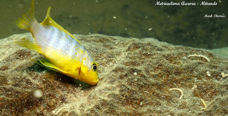Maylandia aurora 'Mitande Reef (Rocks)'